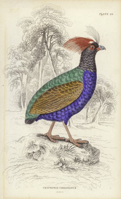 Cryptonix Coronatus by William Home Lizars