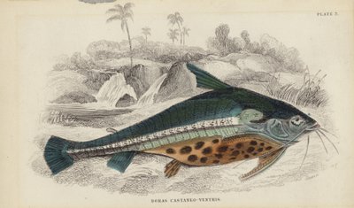 Doras Castaneo-Ventris by William Home Lizars
