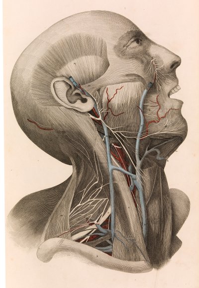 Muscles and Circulation of the Head and Neck by William Home Lizars