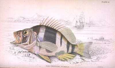 Plate 22 Plectropoma Puella, from 