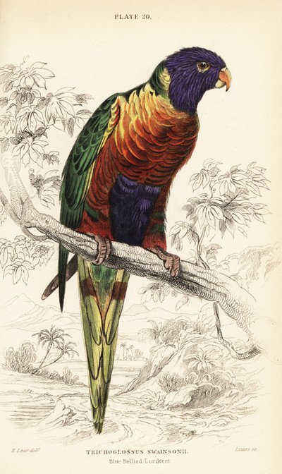 Rainbow Lorikeet, Trichoglossus moluccanus by William Home Lizars