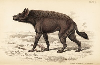 Striped hyena, Hyaena hyaena by William Home Lizars