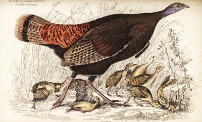 Wild turkey, female and young by William Home Lizars