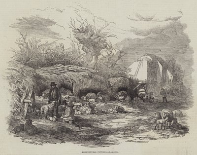 Agricultural Pictures, Lambing by William James Linton