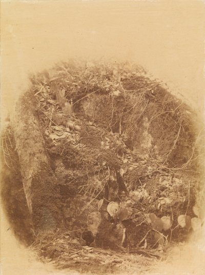Untitled, from the portfolio The Forest: Adirondack Woods by William James Stillman