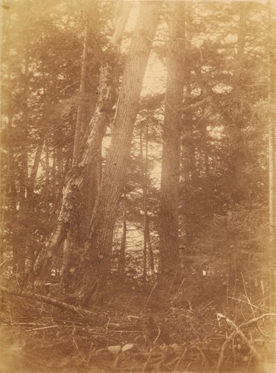 Untitled, from the portfolio The Forest: Adirondack Woods by William James Stillman