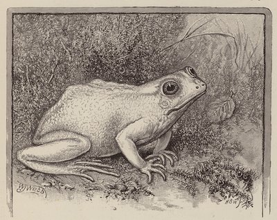 An Albino Frog by William James Webbe