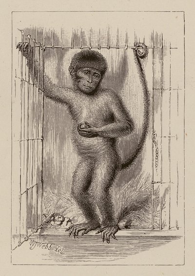 The negro-monkey by William James Webbe
