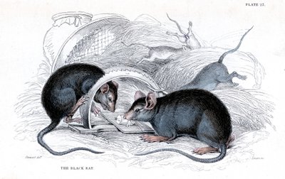Engraving of Black Rat Caught in Trap, 1838 by William Jardine