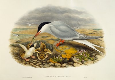 Common Tern (Sterna hirundo), lithograph from Birds of Great Britain by William Matthew Hart