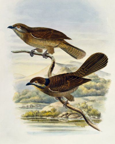 Dwarf koel (Microdynamis parva) by William Matthew Hart