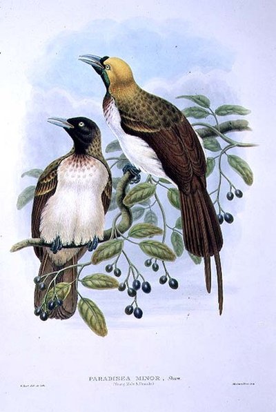 Paradisaea Quilielmi - Lesser Bird of Paradise by William Matthew Hart