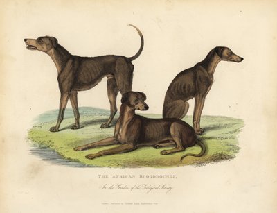 African Bloodhounds in the Gardens of the Zoological Society by William Smellie