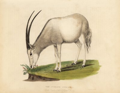 Arabian Oryx or White Oryx, Oryx Leucoryx. Vulnerable by William Smellie