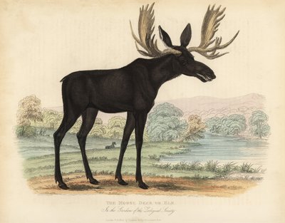 Moose or Elk by William Smellie