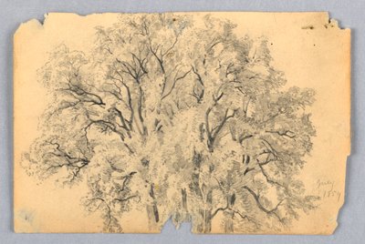 Study of Elm Tree by William Trost Richards