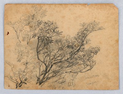 Study of Foliage by William Trost Richards