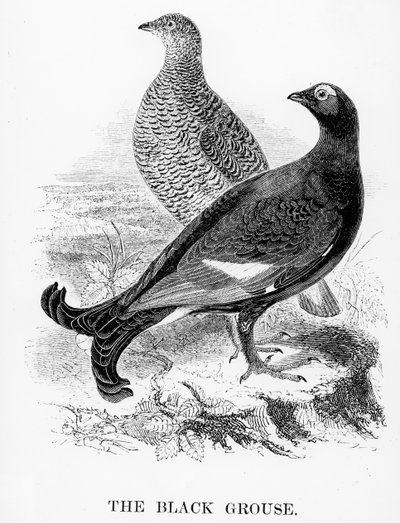 The Black Grouse by William Yarrell