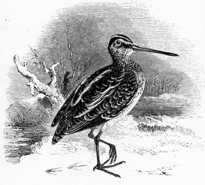 The Common Snipe, illustration from 