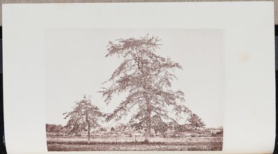 Tupelo Trees in a Field near the Outlet on the Old Essex Road in Beverly by Wilson Flagg