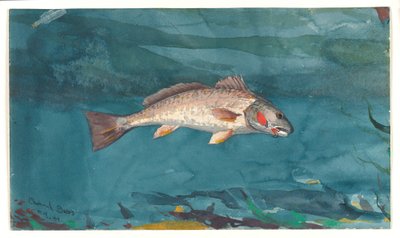 Channel Bass by Winslow Homer