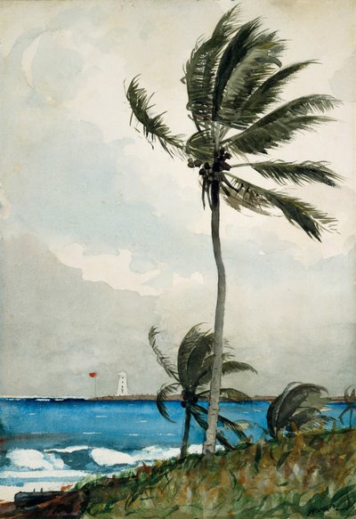 Palm Tree, Nassau, 1898 by Winslow Homer