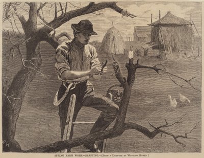 Spring Farm Work - Grafting, published 1870 by Winslow Homer