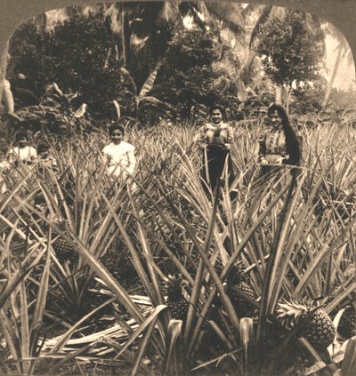 Pineapple Plantation, Mayaguez, Puerto Rico, 1899 by Works and Sun Sculpture Studios