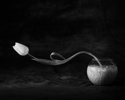 Graceful Tulip Pour by Xavi Heredia