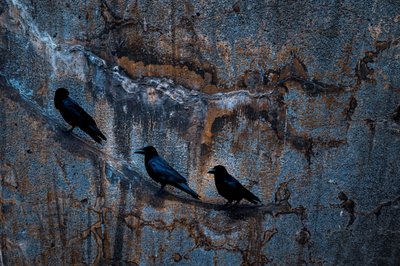 Three Crows Dark Wall by Yasutaka Sameshima