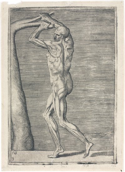 Anatomical Study of Male Musculature; Man Breaking a Branch, c 1555 by Frederick (attr. to) Barnard