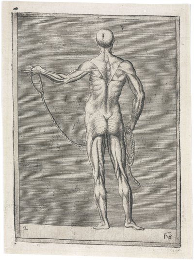 Anatomical Study of Male Musculature; Man Holding a Rope, c 1555 by Frederick (attr. to) Barnard