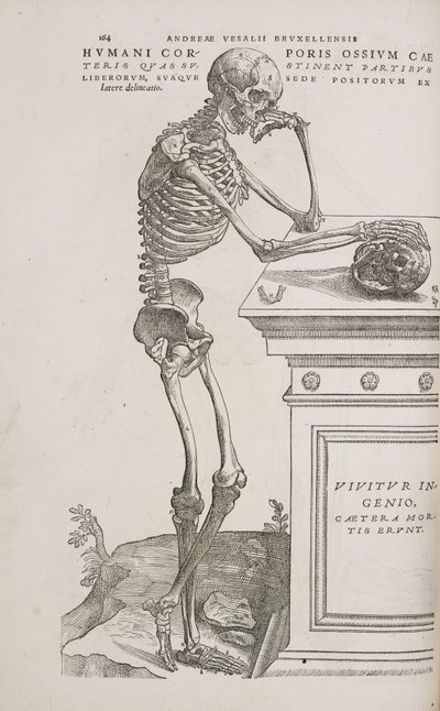 A Human Articulated Skeleton Seen from the Side by Frederick (attr. to) Barnard