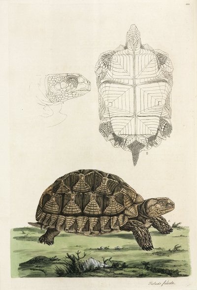 Spurred tortoise by John Pardon