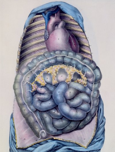 Anatomy of the large intestine, from Manuel d