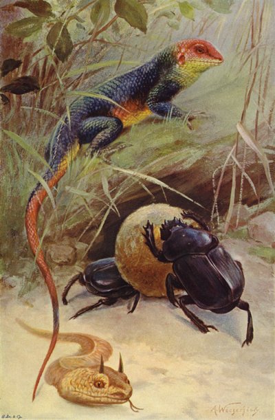 Agama, Horned Viper and Sacred Beetle by after Wilhelm Kuhnert