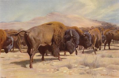 American Bison by after Wilhelm Kuhnert
