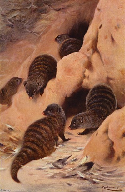 Banded Mongoose by after Wilhelm Kuhnert