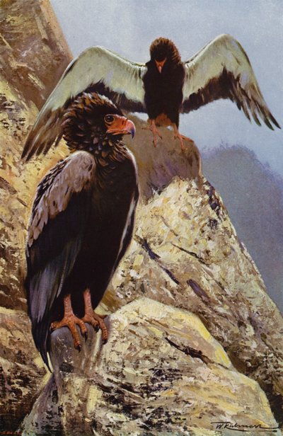 Bateleur Eagle by after Wilhelm Kuhnert