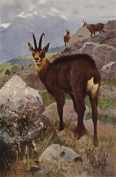 Chamois by after Wilhelm Kuhnert