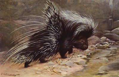 Crested Porcupine by after Wilhelm Kuhnert
