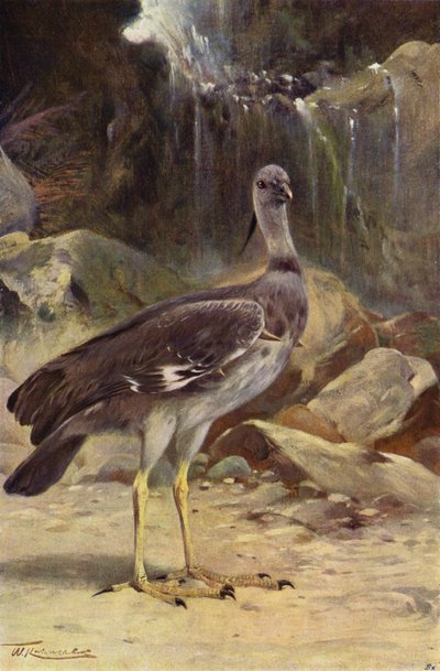 Crested Screamer by after Wilhelm Kuhnert