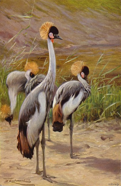 Crowned Crane by after Wilhelm Kuhnert