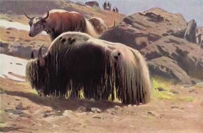 Domesticated Yak by after Wilhelm Kuhnert