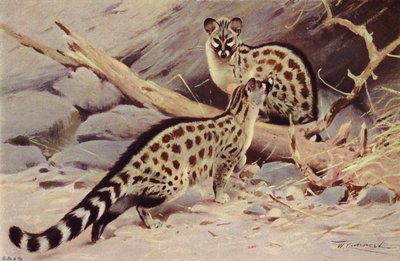 Dongola Genet by after Wilhelm Kuhnert