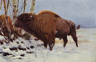 European Bison by after Wilhelm Kuhnert
