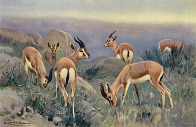 Gazelle by after Wilhelm Kuhnert