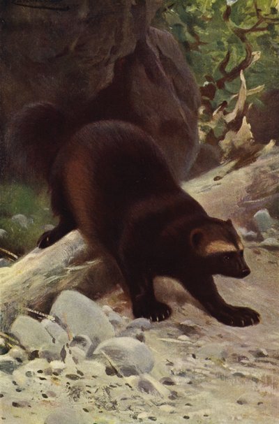 Glutton or Wolverine by after Wilhelm Kuhnert