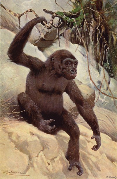 Gorilla by after Wilhelm Kuhnert