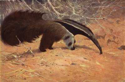 Great Ant-Eater by after Wilhelm Kuhnert
